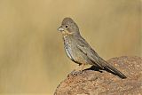 Canyon Towheeborder=